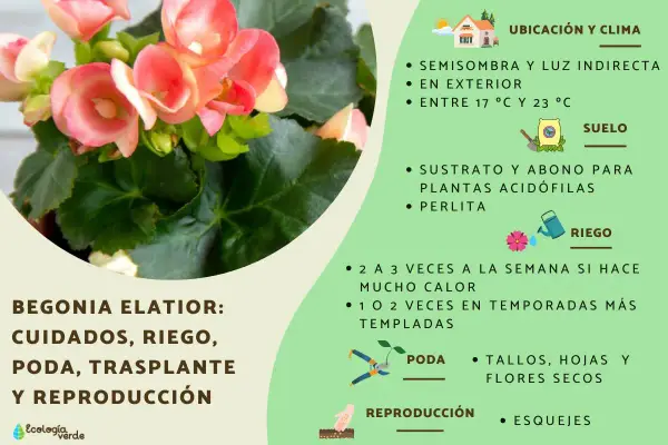 Begonia elatior con flores rosadas. Guía de cuidados: ubicación, riego, suelo, poda y reproducción.