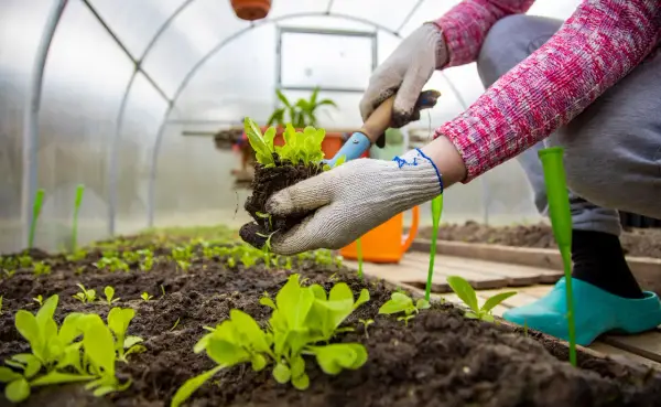 Manos enguantadas plantando lechugas en un invernadero casero.