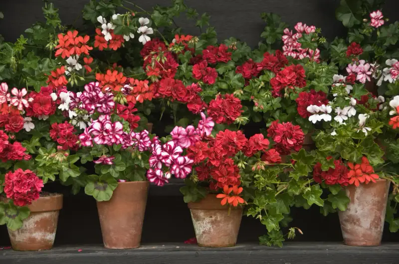Macizo de geranios en macetas de terracota, con flores rojas, rosas y blancas, creando un vibrante tapiz floral.